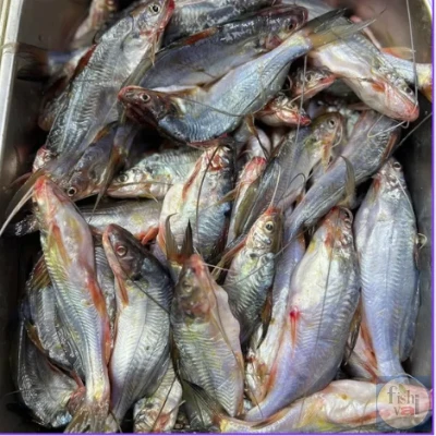 নদীর গুলশা রেগুলার সাইজ