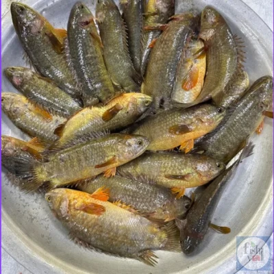 হাওরের দেশি কই