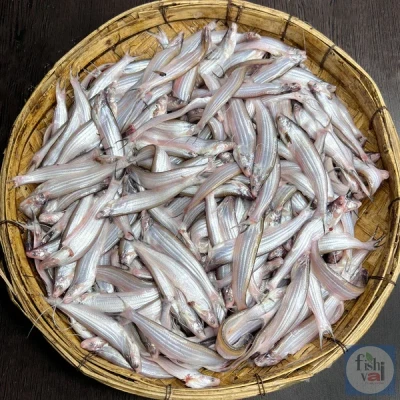 নদীর কাজুলি - বাঁশপাতা মাছ