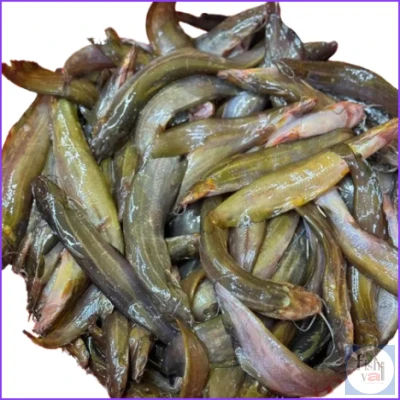 বিলের দেশি শিং মিক্সড সাইজ