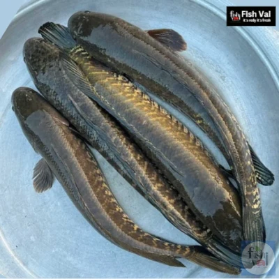 বিলের দেশি শোল ৪০০-৫০০ গ্রাম সাইজ