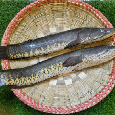 হাওরের দেশি শোল ১ কেজি প্লাস সাইজ
