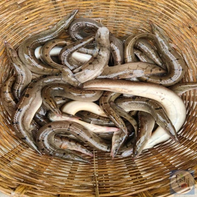 তারাবাইম