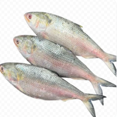 চাঁদপুরের লোকাল ইলিশ