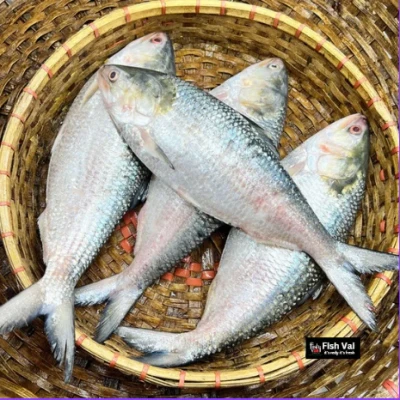 চাঁদপুরের লোকাল ইলিশ-1300-1400gm