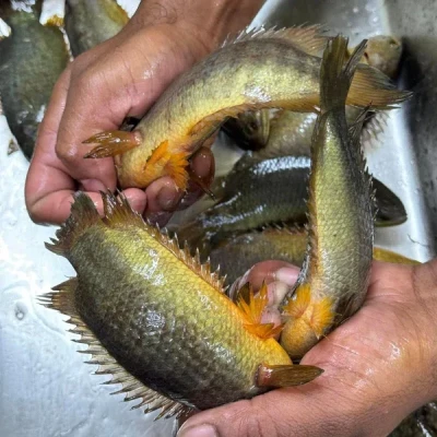 হাওড়ের দেশি কই (১৩/১৫ পিছে কেজি)