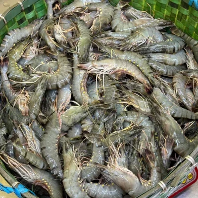 ঘেরের বাগদা চিংড়ি (২৫-৩০পিসে কেজি সাইজ)