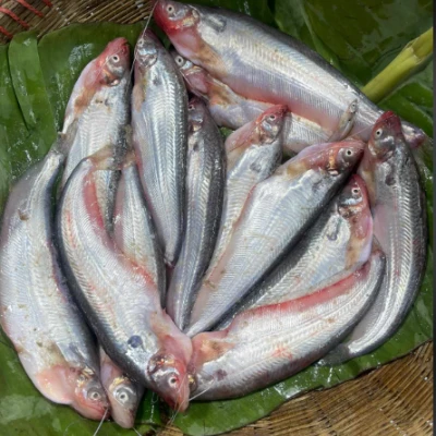 বিলের পাবদা (কেজিতে ১৫ থেকে ১৮ পিস) ১ কেজি