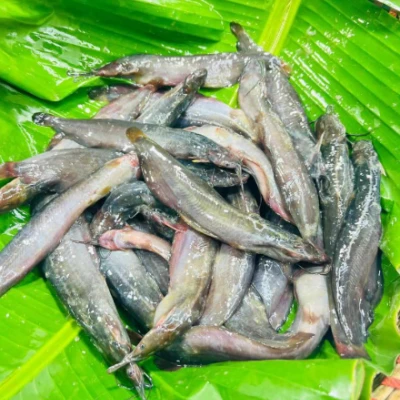 বিলের দেশি শিং মিক্সড সাইজ
