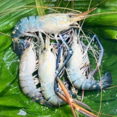 নদীর গলদা চিংড়ি ৫/৭ পিসে কেজি