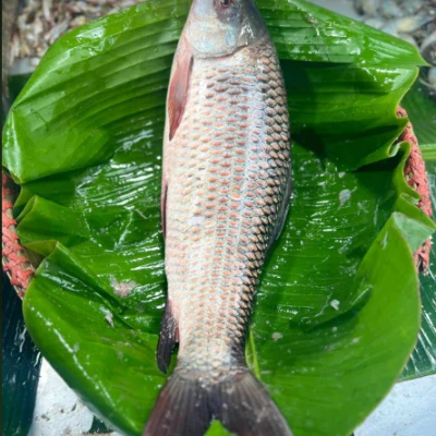 নদীর রুই তিন থেকে সারে ৩ কেজি সাইজ পারকেজি- 550/