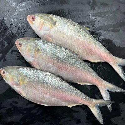 চাঁদপুরের লোকাল ইলিশ