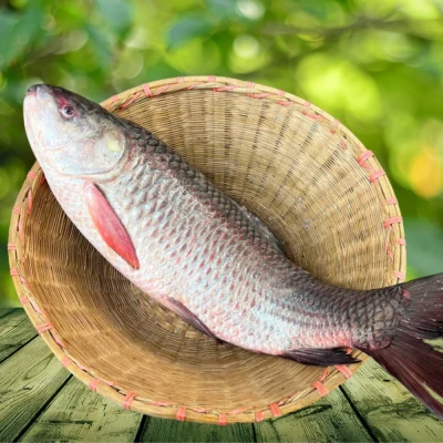 নদীর রুই মাছ আড়াই কেজি সাইজ পার কেজি 520/-