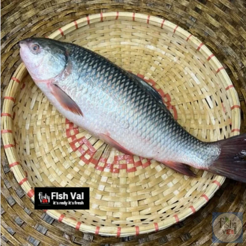 নদীর রুই মাছ আড়াই কেজি সাইজ পার কেজি 520/-