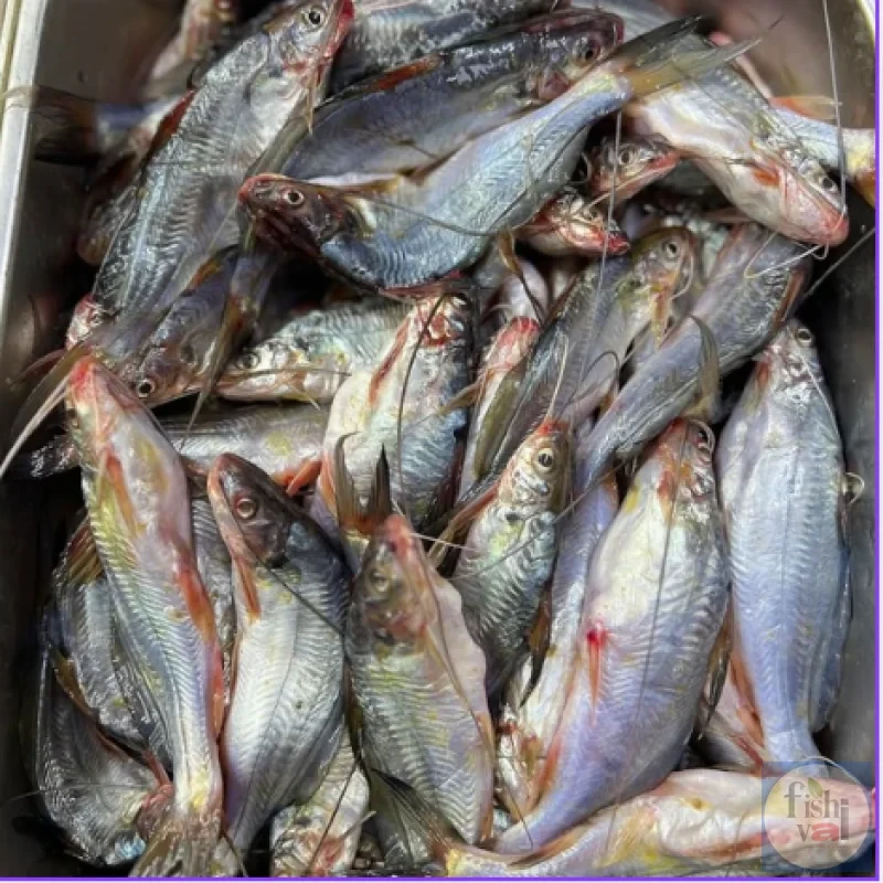 নদীর গুলশা রেগুলার সাইজ