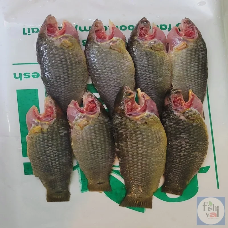 হাওরের দেশি কই