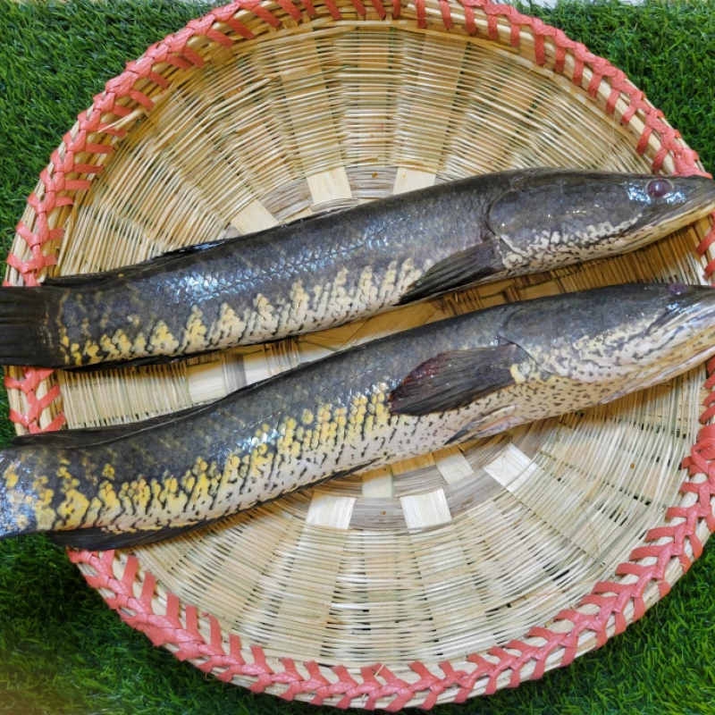 হাওরের দেশি শোল ১ কেজি প্লাস সাইজ