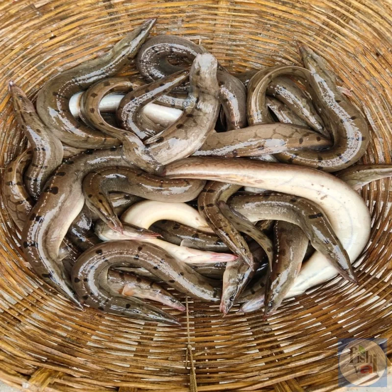তারাবাইম