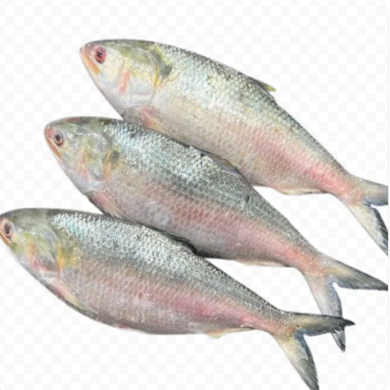 চাঁদপুরের লোকাল ইলিশ