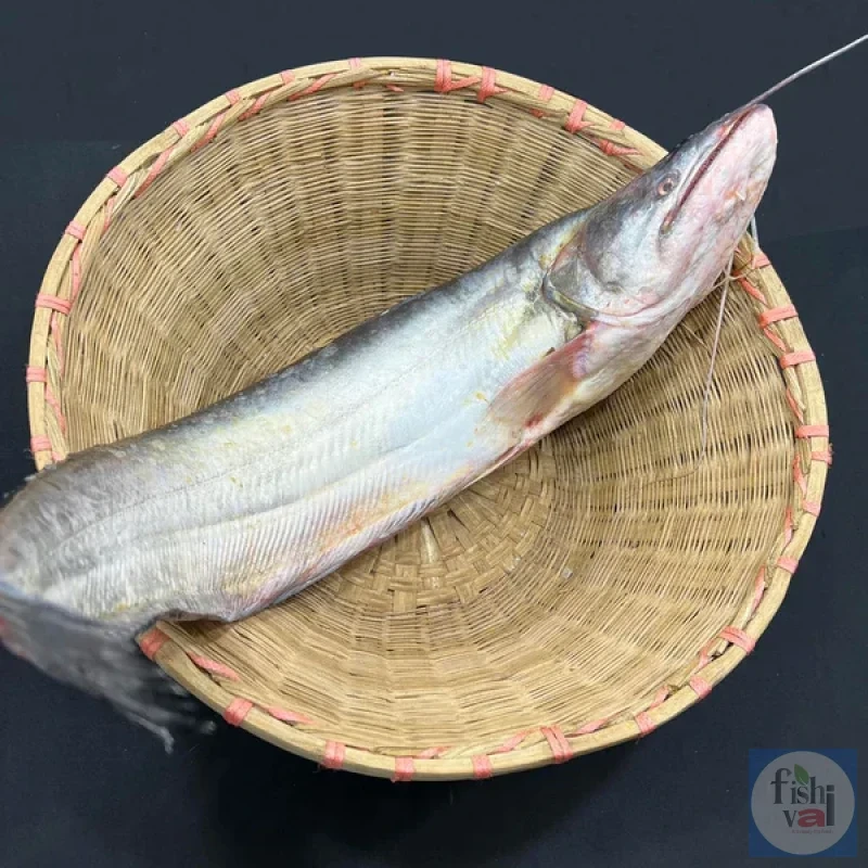কিশোরগঞ্জের হাওরের বোয়াল সাড়ে তিন কেজি থেকে ৪ কেজি সাইজের পারকেজি- 1250/-