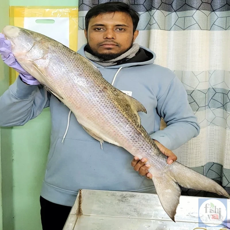 নদীর স্যালমন মাছ ৫ কেজি পল সািইজের প্রতিকেজি ৯৫০/-