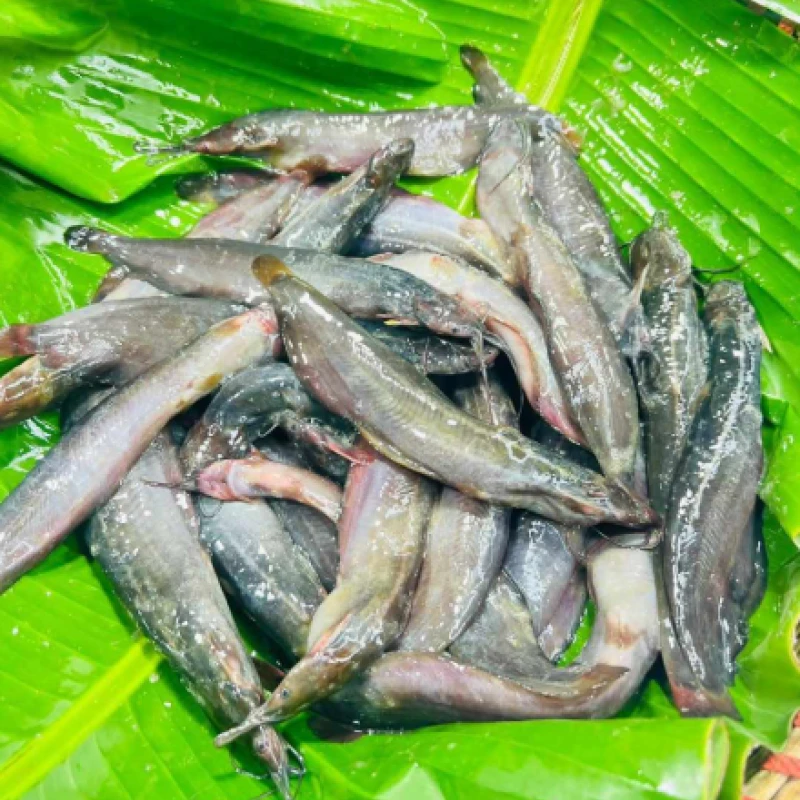 বিলের দেশি শিং মিক্সড সাইজ
