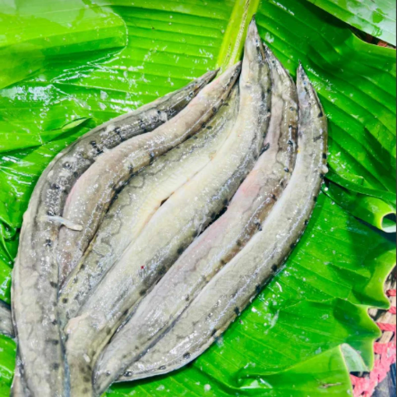 তারাবাইম