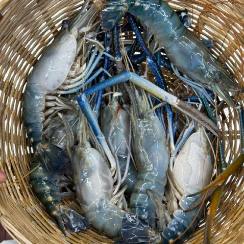 নদীর গলদা (১০-১৩ পিসে কেজি)
